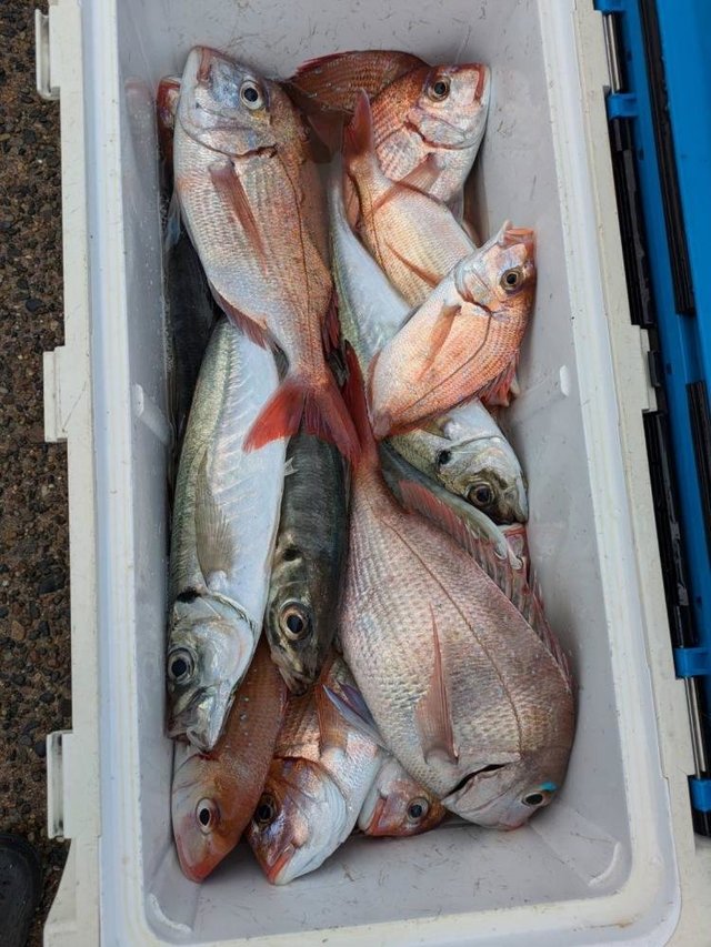 ハナダイ(チダイ)・アジ(マアジ)