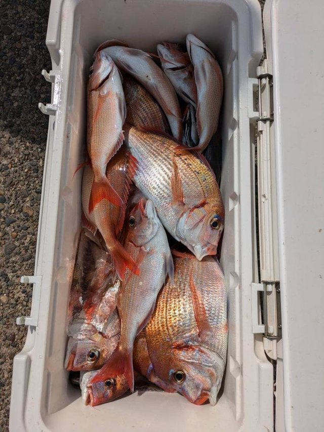 ハナダイ(チダイ)