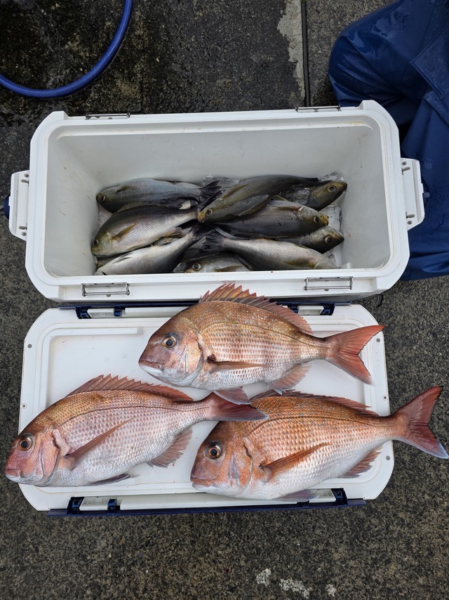 マダイ・イサキ