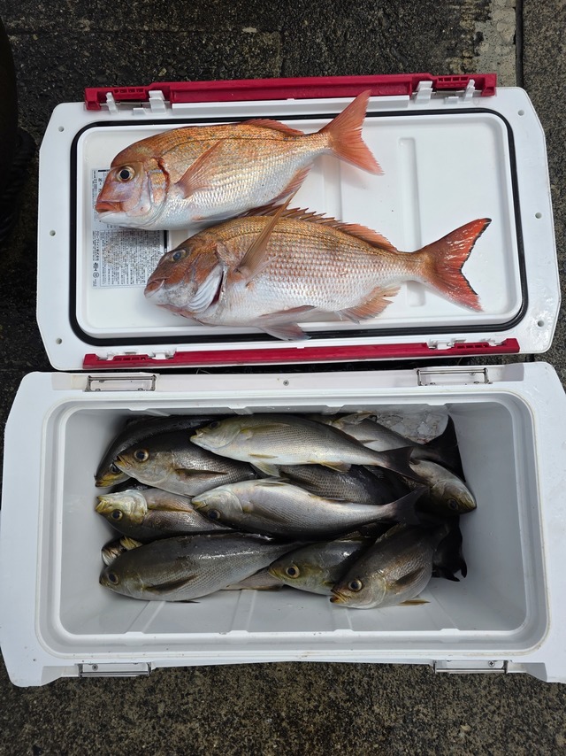 マダイ・イサキ