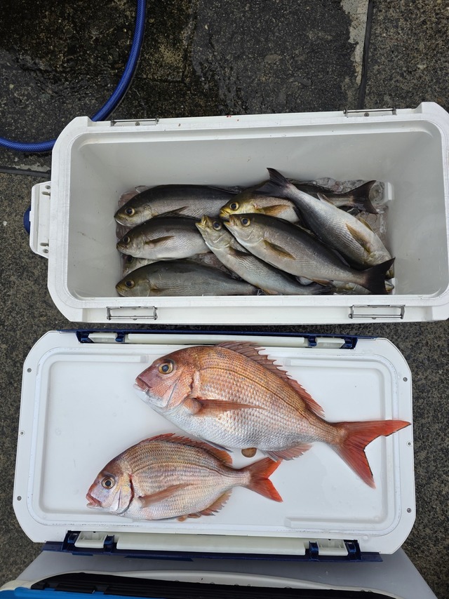 マダイ・イサキ