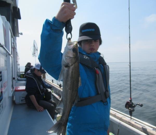 シーバス(スズキ)