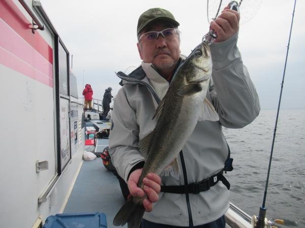 シーバス(スズキ)