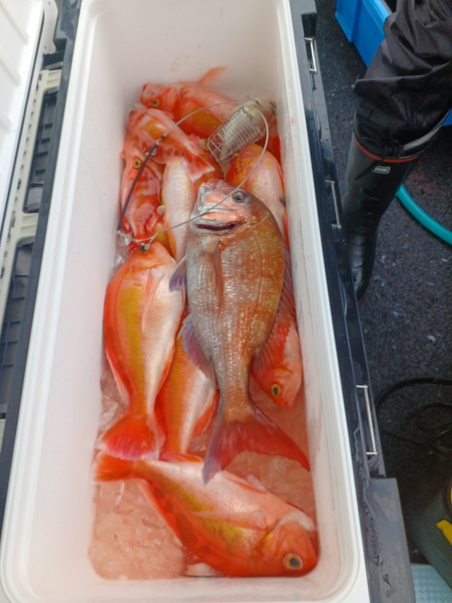 マダイ・アカイサキ