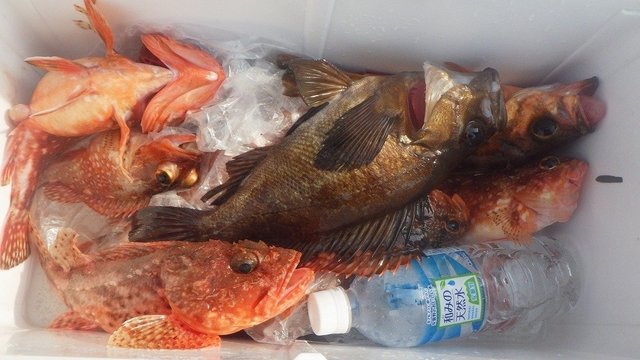 オニカサゴ・ウッカリカサゴ・クロメバル(メバル)