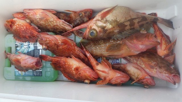 キジハタ・オニカサゴ・ウッカリカサゴ・オキメバル(ウスメバル)