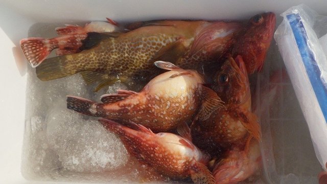 キジハタ・オニカサゴ・ウッカリカサゴ