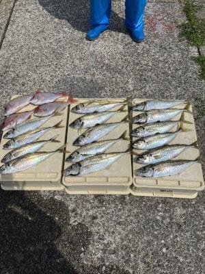 マダイ・マアジ