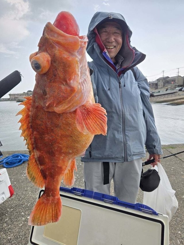 ウッカリカサゴ