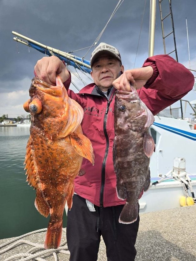 ウッカリカサゴ・ハタ(マハタ)