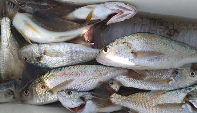 イシモチ(シログチ)