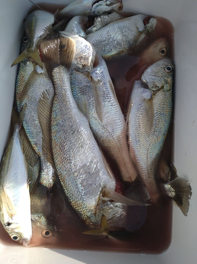 イシモチ(シログチ)