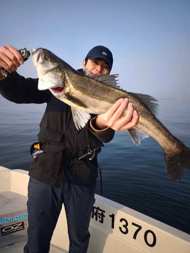 シーバス(スズキ)