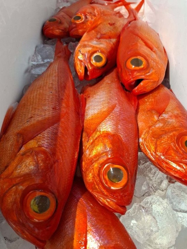 キンメ(キンメダイ)