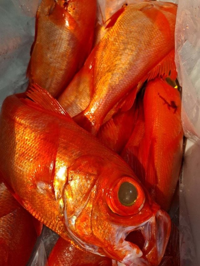 キンメ(キンメダイ)