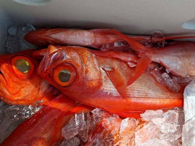 キンメ(キンメダイ)