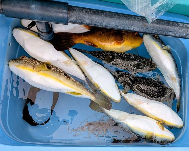 アカメフグ・コモンフグ・ショウサイフグ