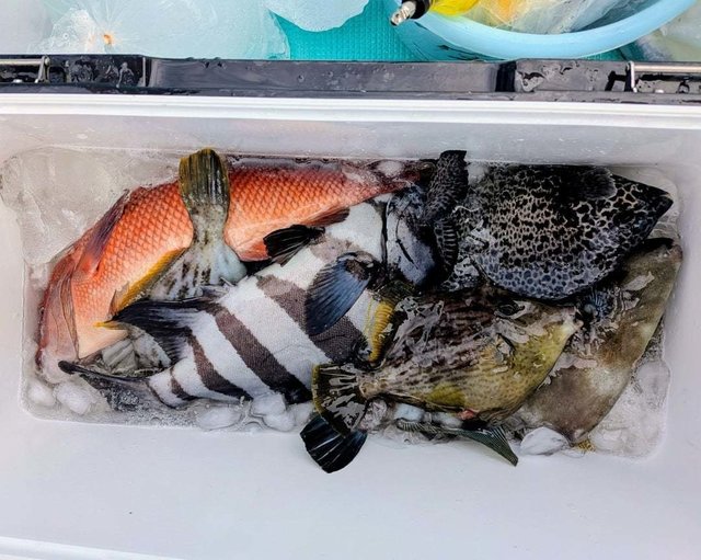 イシダイ・イシガキダイ・カンダイ(コブダイ)・カワハギ