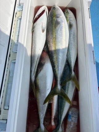 イナダ(ブリ)・ワラサ(ブリ)