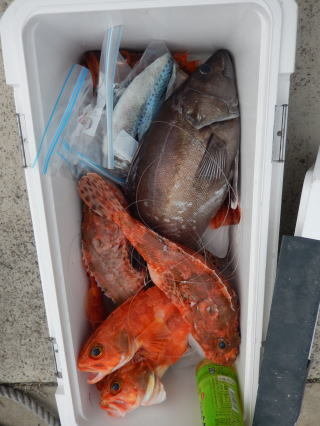 アラ・オニカサゴ