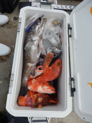 アラ・オニカサゴ・カンコ(ウッカリカサゴ)・ユメカサゴ