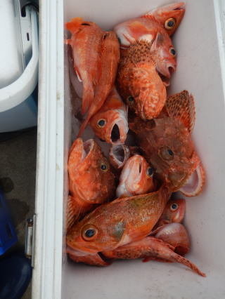 オニカサゴ・カンコ(ウッカリカサゴ)・ユメカサゴ