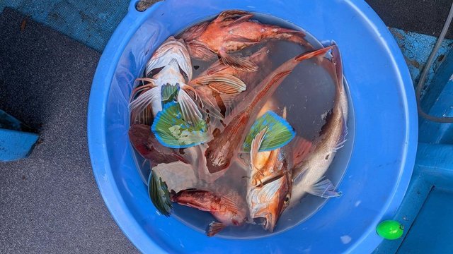 カサゴ・ホウボウ