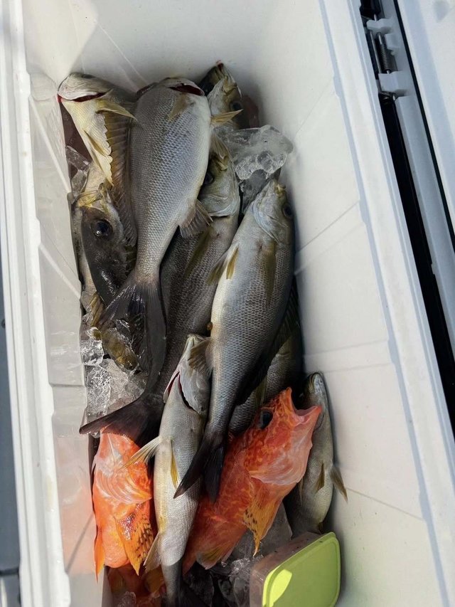 イサキ・カサゴ