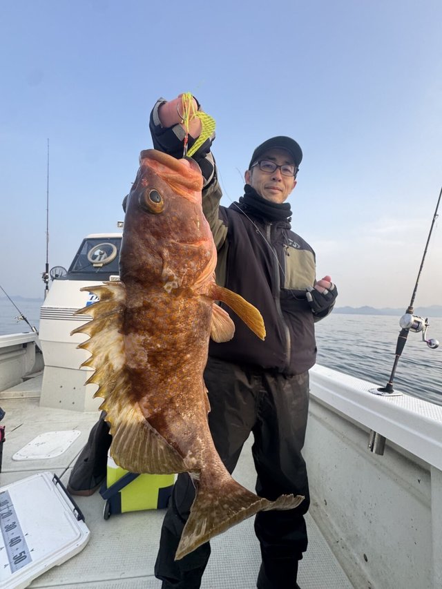 アコウ(キジハタ)