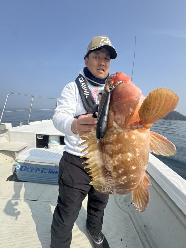 アコウ(キジハタ)