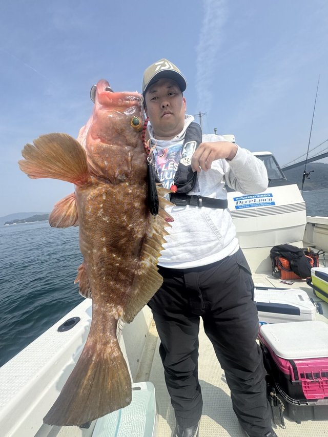 アコウ(キジハタ)