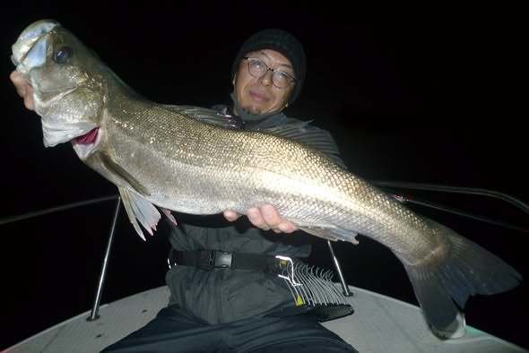 シーバス(スズキ)