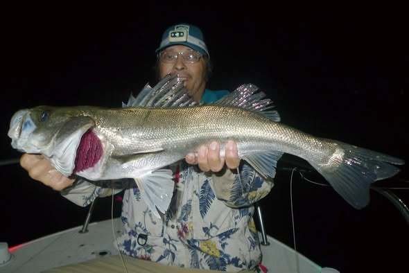 シーバス(スズキ)