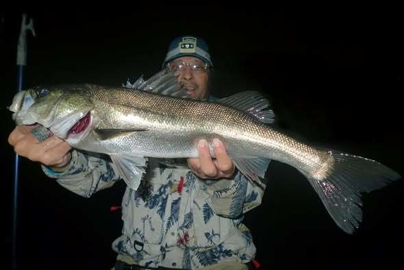 シーバス(スズキ)