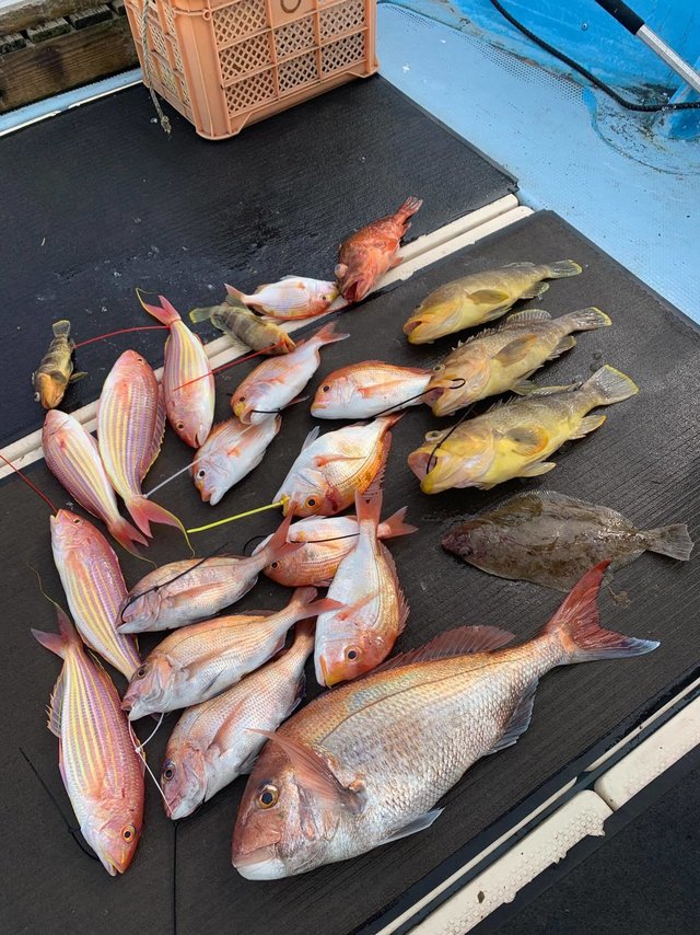 マダイ・アオハタ・イトヨリダイ・カサゴ・ヒラメ