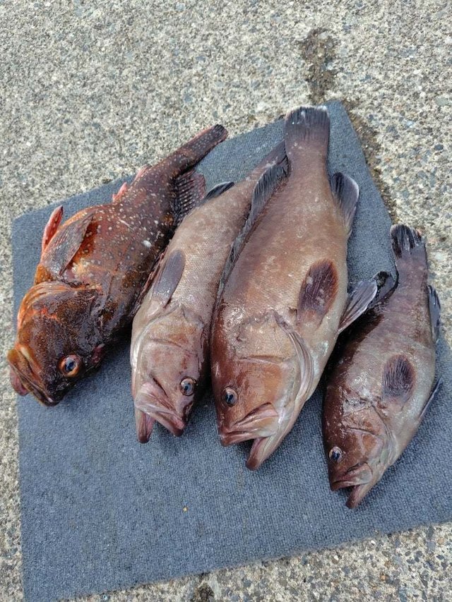 マハタ・ウッカリカサゴ