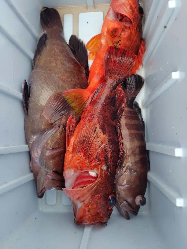 マハタ・ウッカリカサゴ