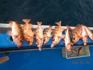 オキメバル(ウスメバル)