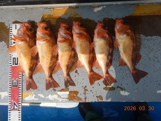 オキメバル(ウスメバル)