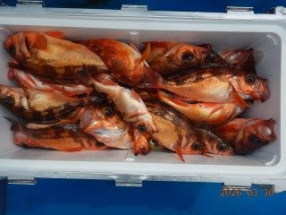 オキメバル(ウスメバル)