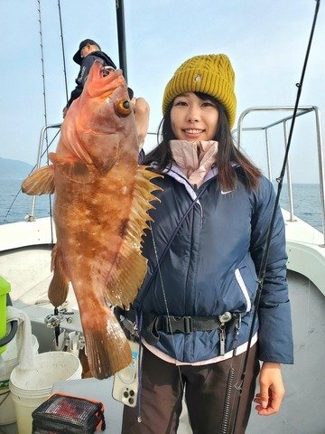 アコウ(キジハタ)