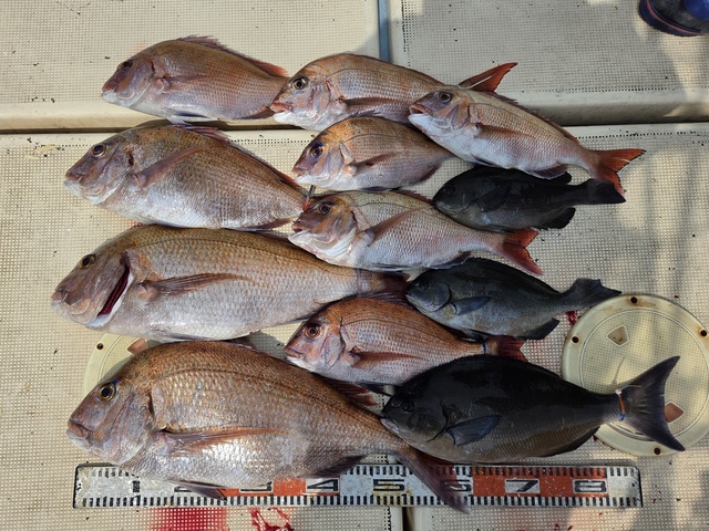 マダイ・メジナ