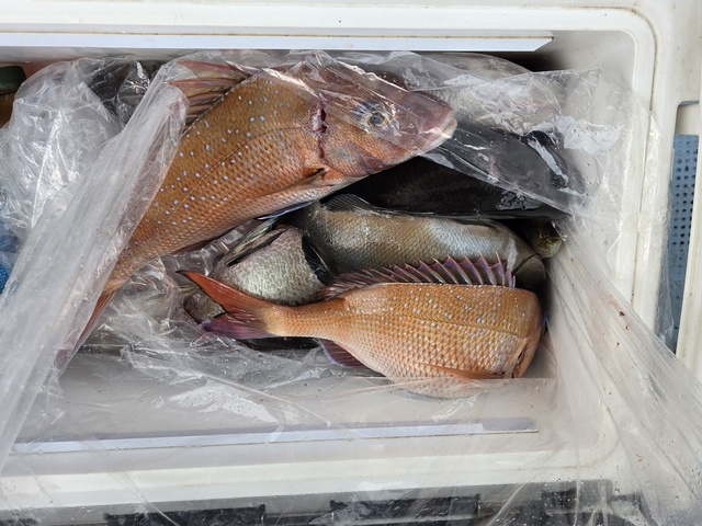 マダイ・メジナ