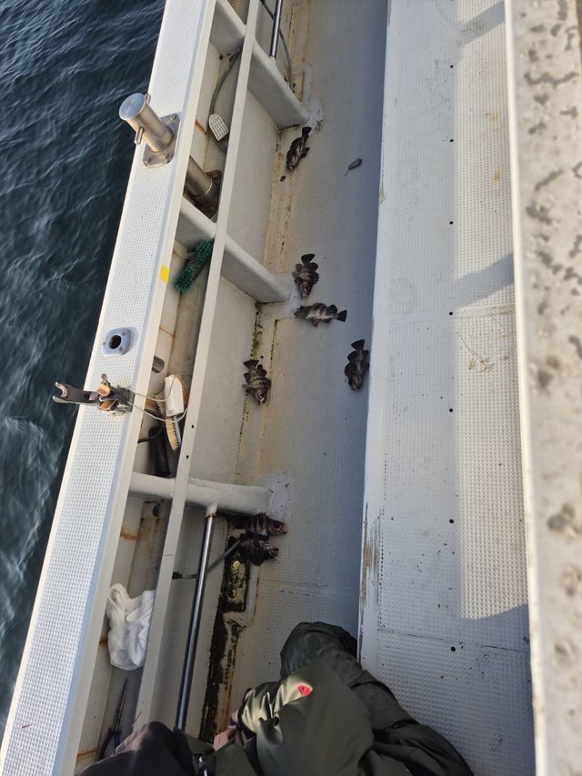 クロメバル(メバル)