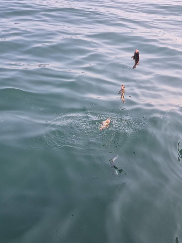 クロメバル(メバル)