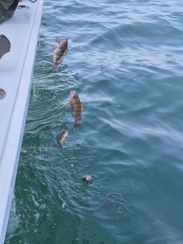 クロメバル(メバル)