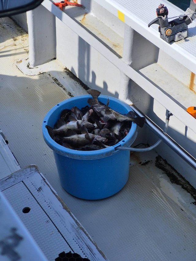 クロメバル(メバル)