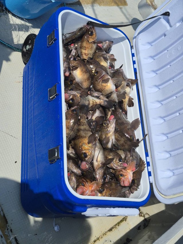 クロメバル(メバル)