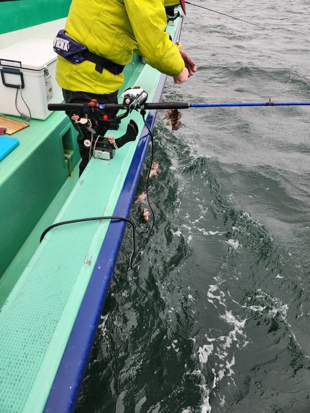 クロメバル(メバル)