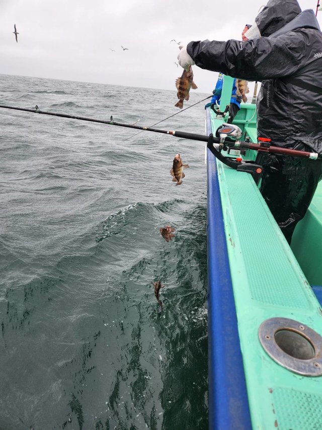 クロメバル(メバル)